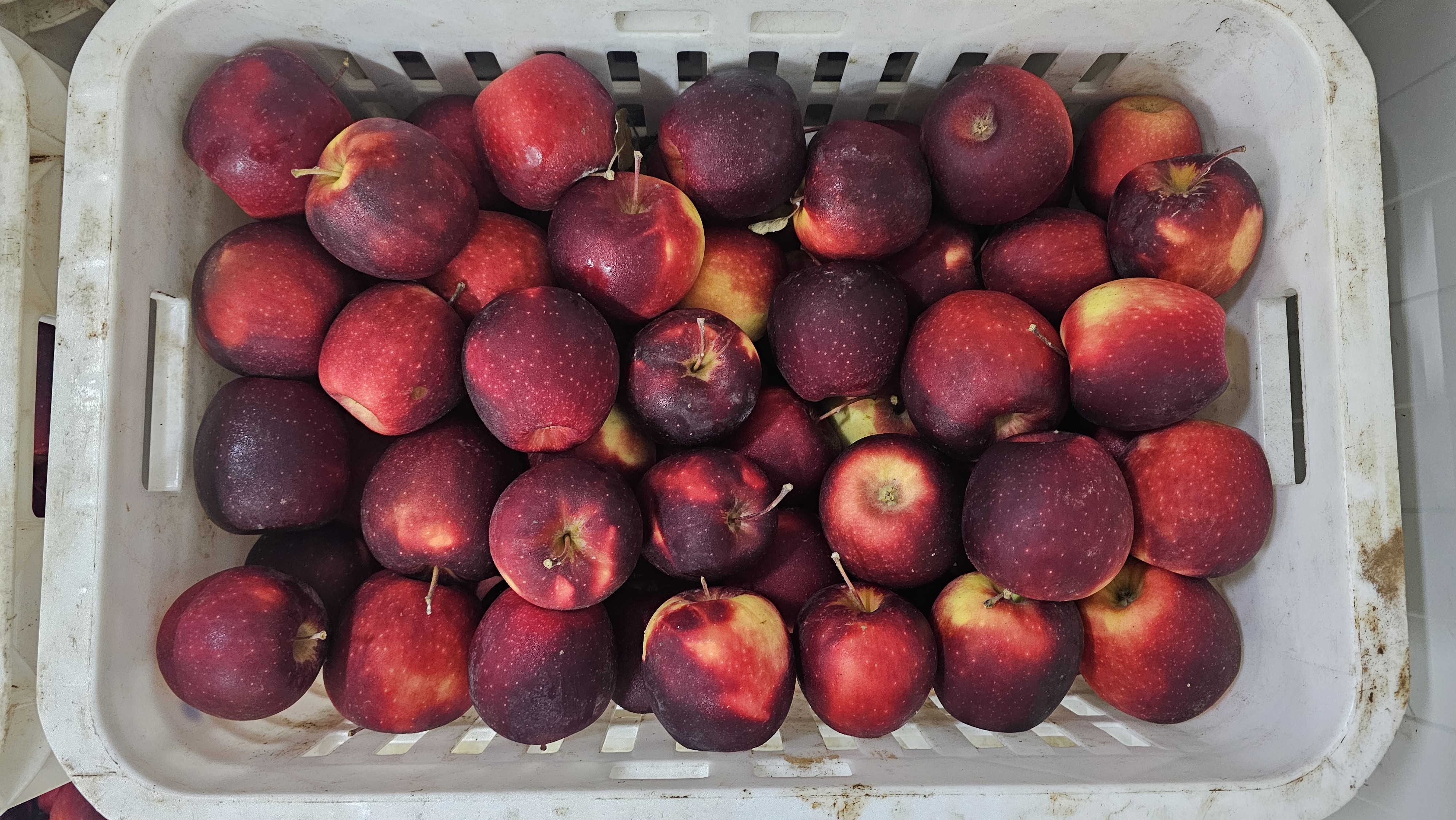 Nectarine